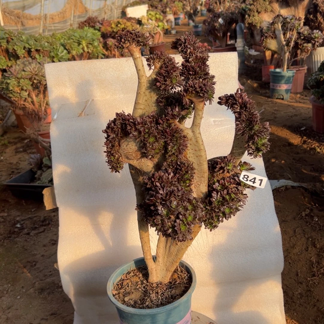 黑发朵缀841高度44厘米