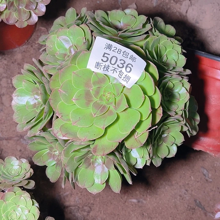 5036红心沙拉碗多肉植物