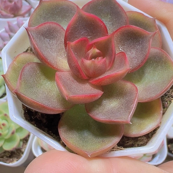 8角盆红灯大的19包邮