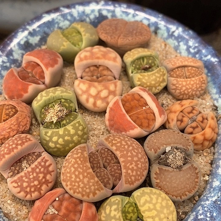 生石花一组五颗