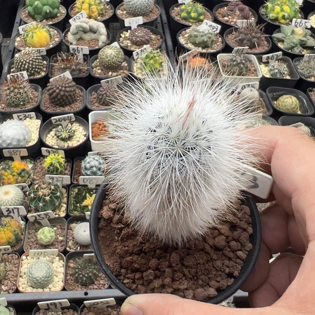 2043长刺白毛青花虾实生