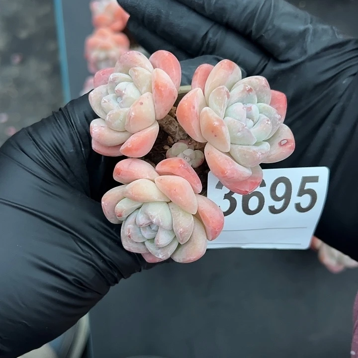 续***来3695，三头冰玉带盆发的