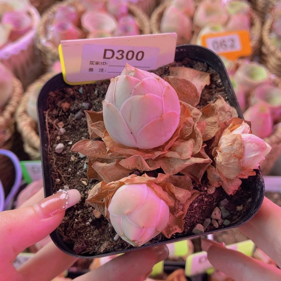 单品水蜜桃一物一拍300