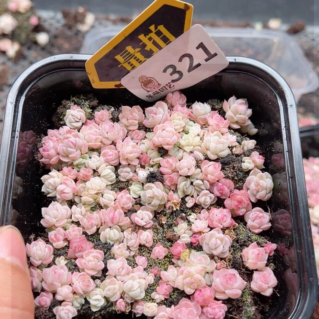 多肉植物多肉植物