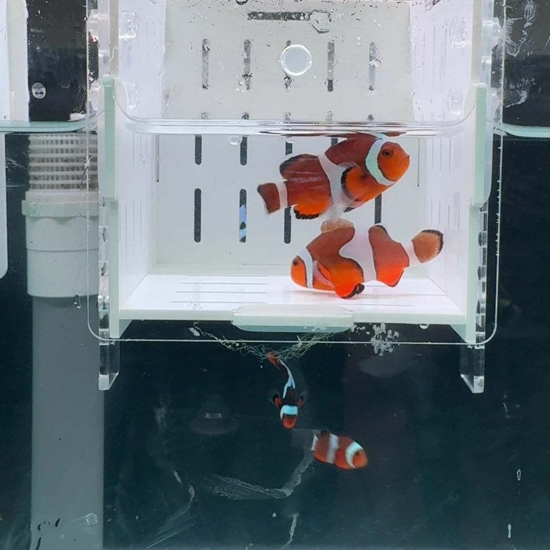 海水鱼5+配4.5+大尺寸公子一对