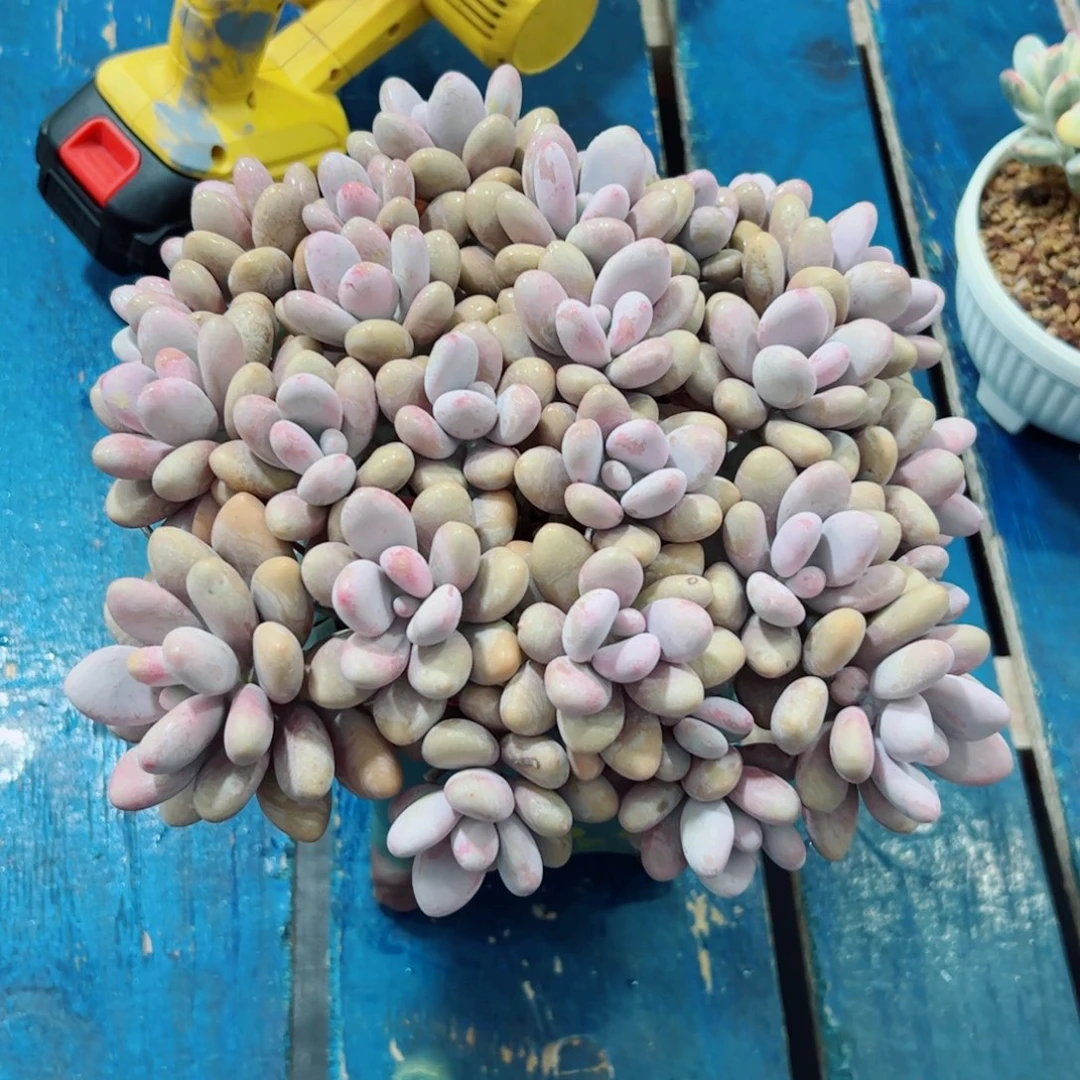 梅*桃蛋自然群多肉植物