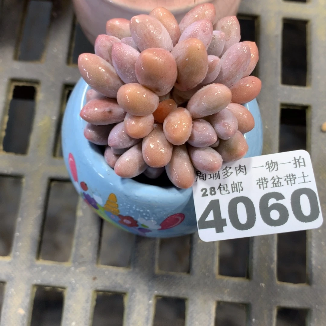 精控多肉植物4060