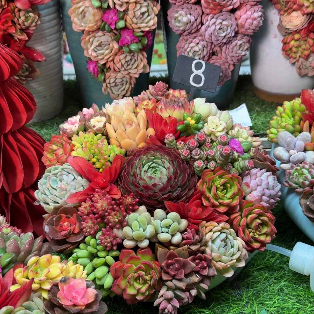 花好月圆多肉盆景