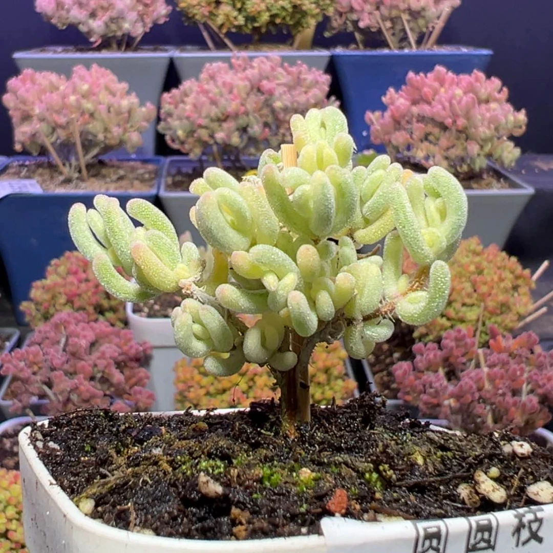 【闪购商品】ʚ**d359橙叶锦枝干番杏