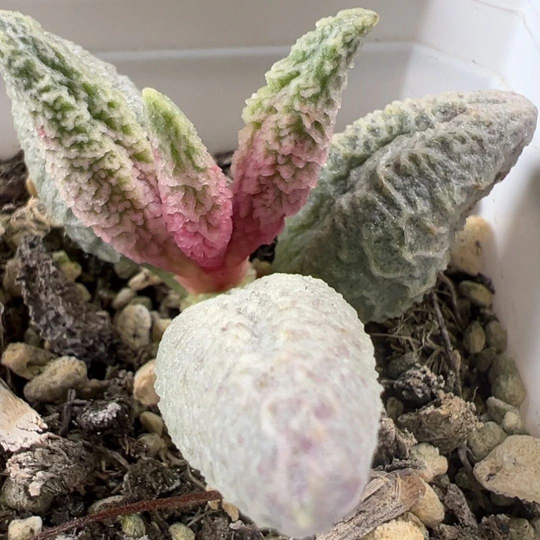 福利款融化纹冰激凌单头纯木质桩