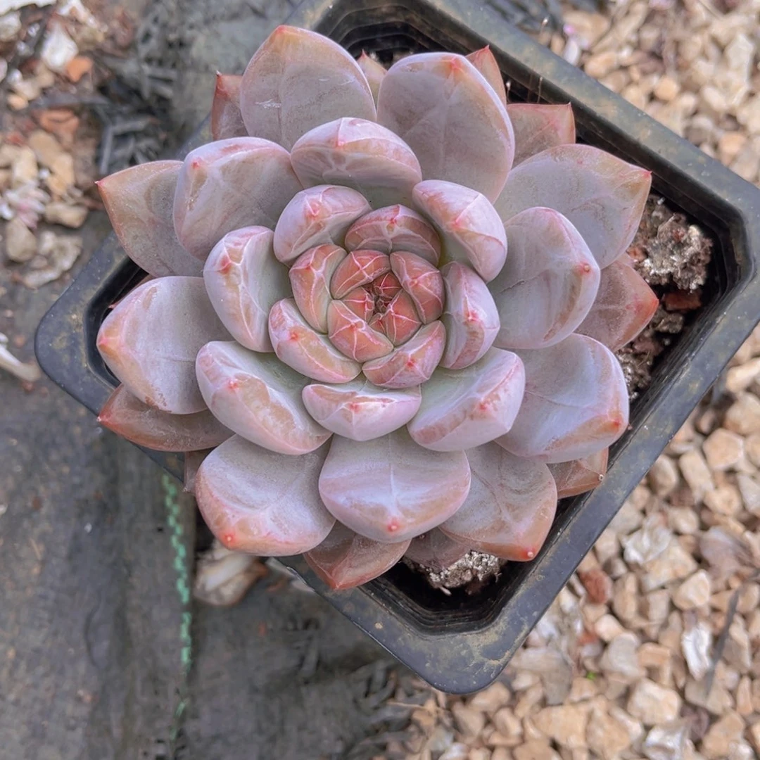 粉象11公分9999999