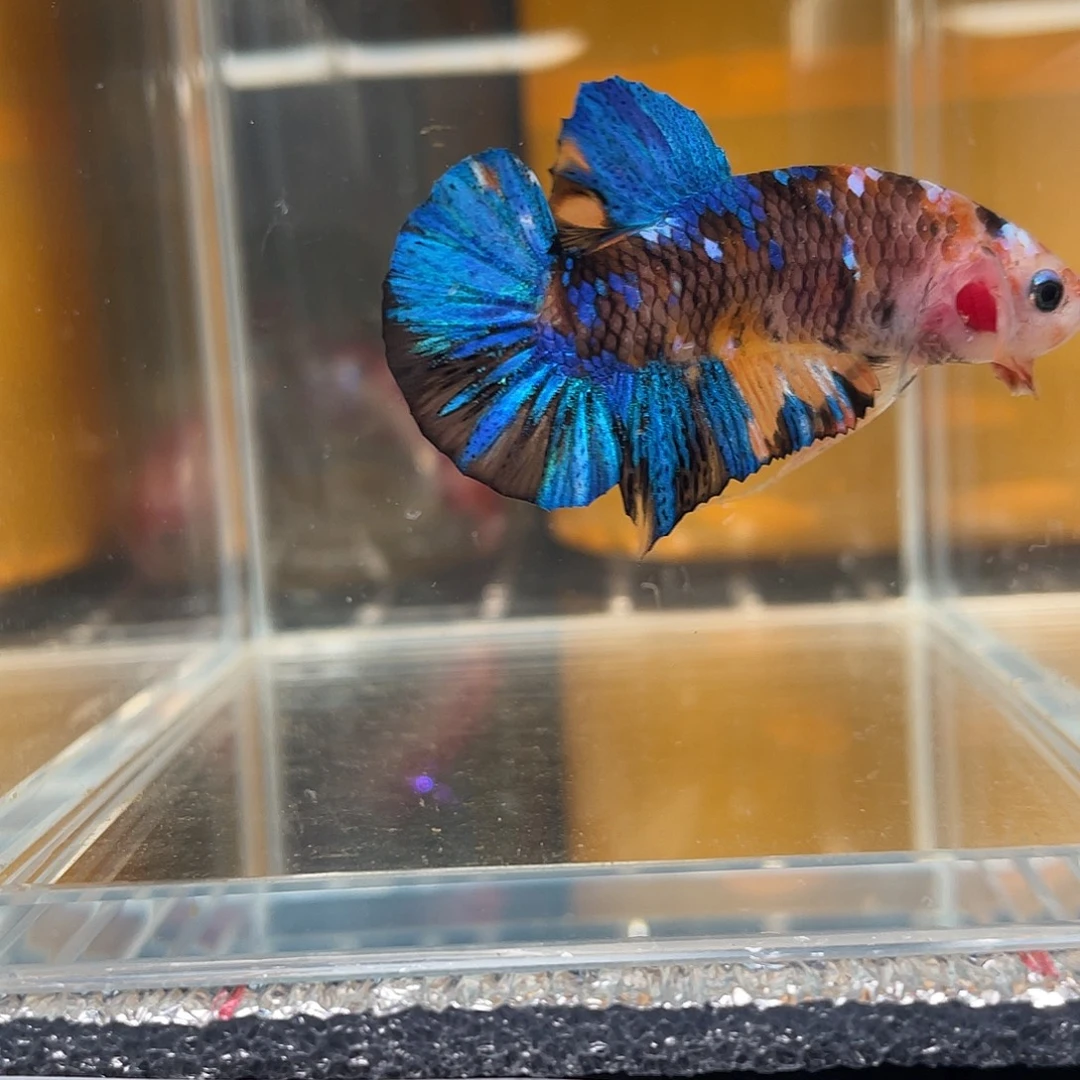 斗鱼12.16 将军 084