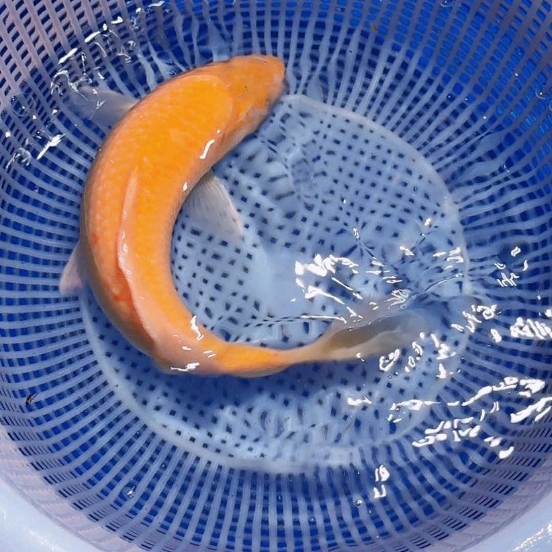 锦鲤精品甄选血统锦鲤