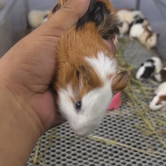 豚鼠自家繁殖活体荷兰猪豚鼠活泼可爱