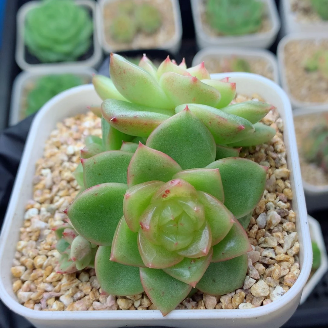 58包邮  群生不包整玉芷珍妮96
