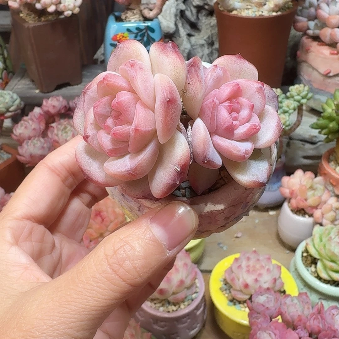 琥珀 多肉含盆土 一物一拍