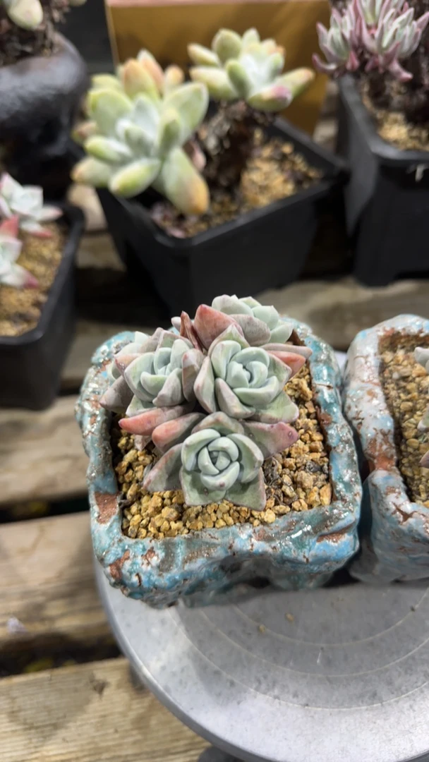 韩货泡西芙洛拉苹果叶