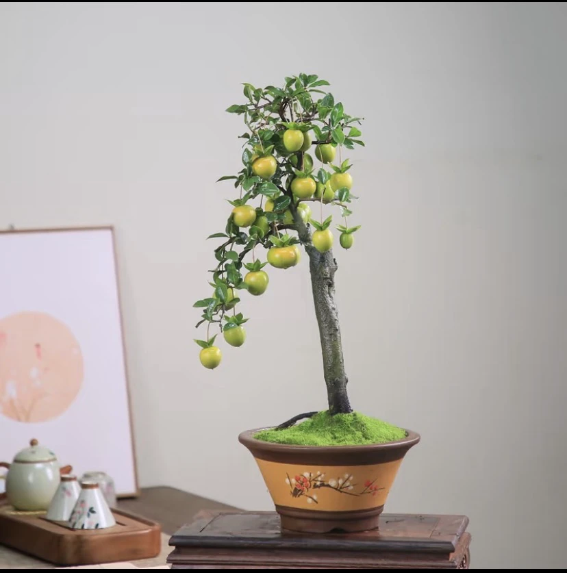 金弹子老桩大桩种植观赏盆景