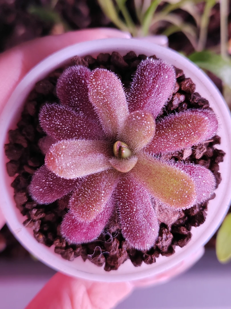 食虫植物捕虫堇奇趣室内景观绿植多肉植物