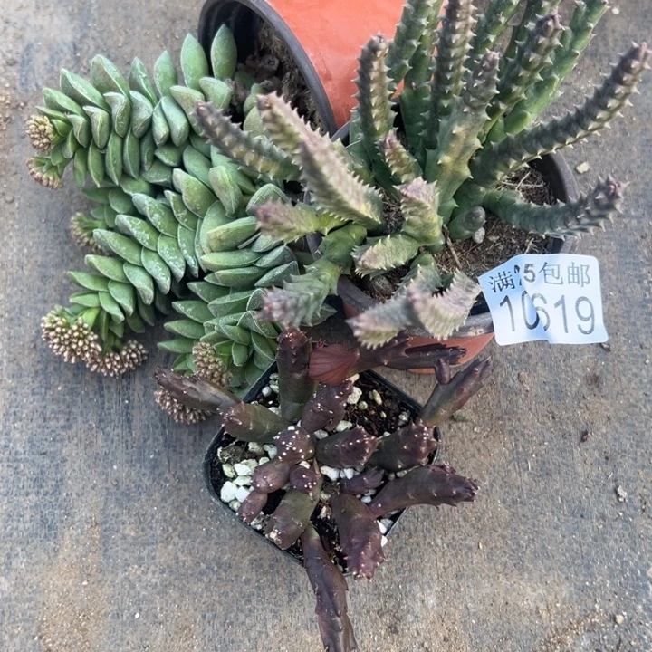 开花619，一物一拍