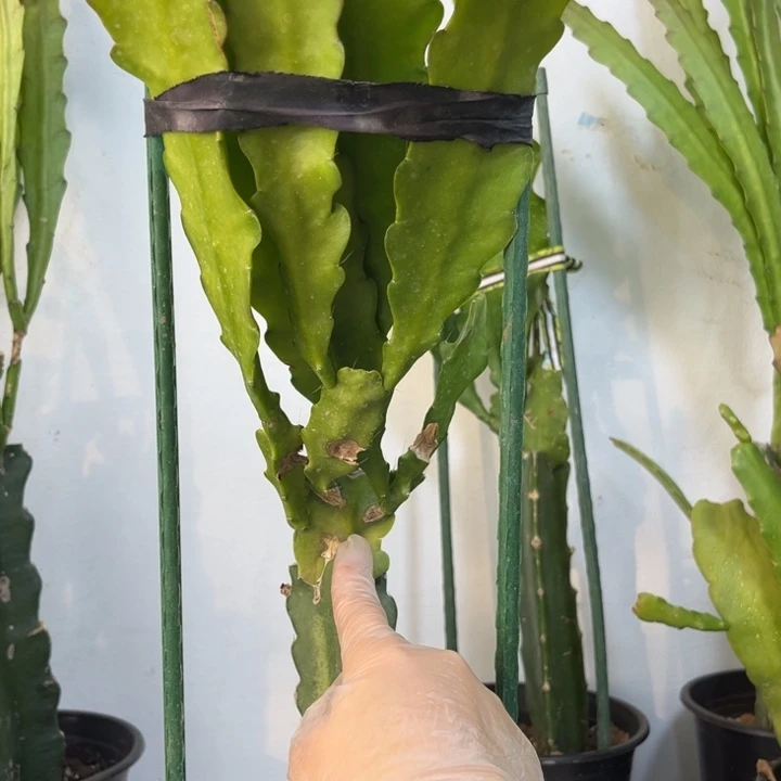 当前无花栽培后可以开花359