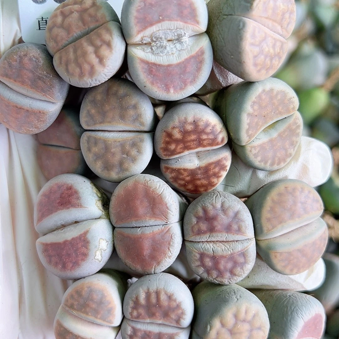 8592 好养易活生石花大母本16个有点干有点老疤特价出