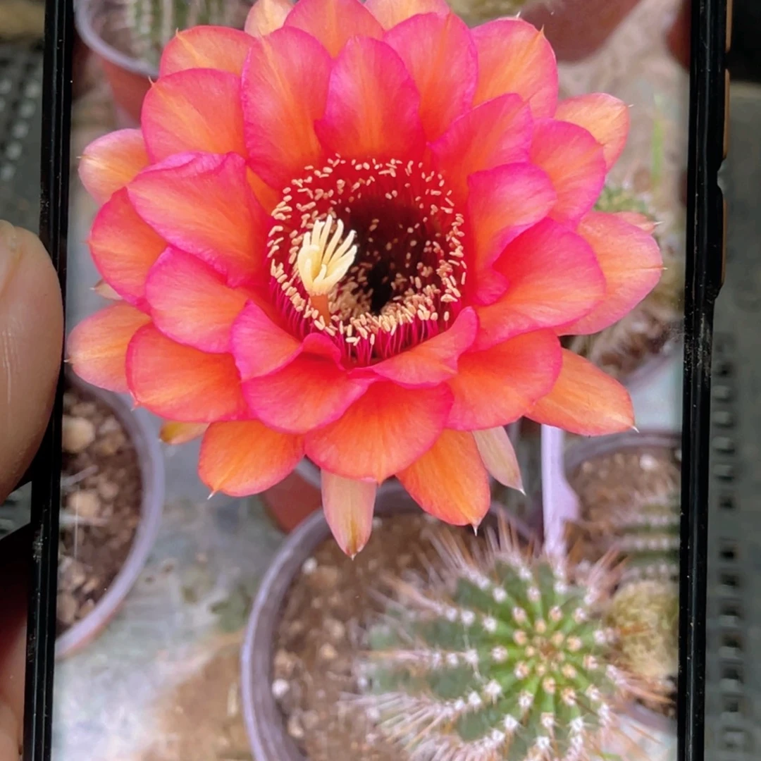 毛 小红帽侧芽 歪 满20包邮5公分