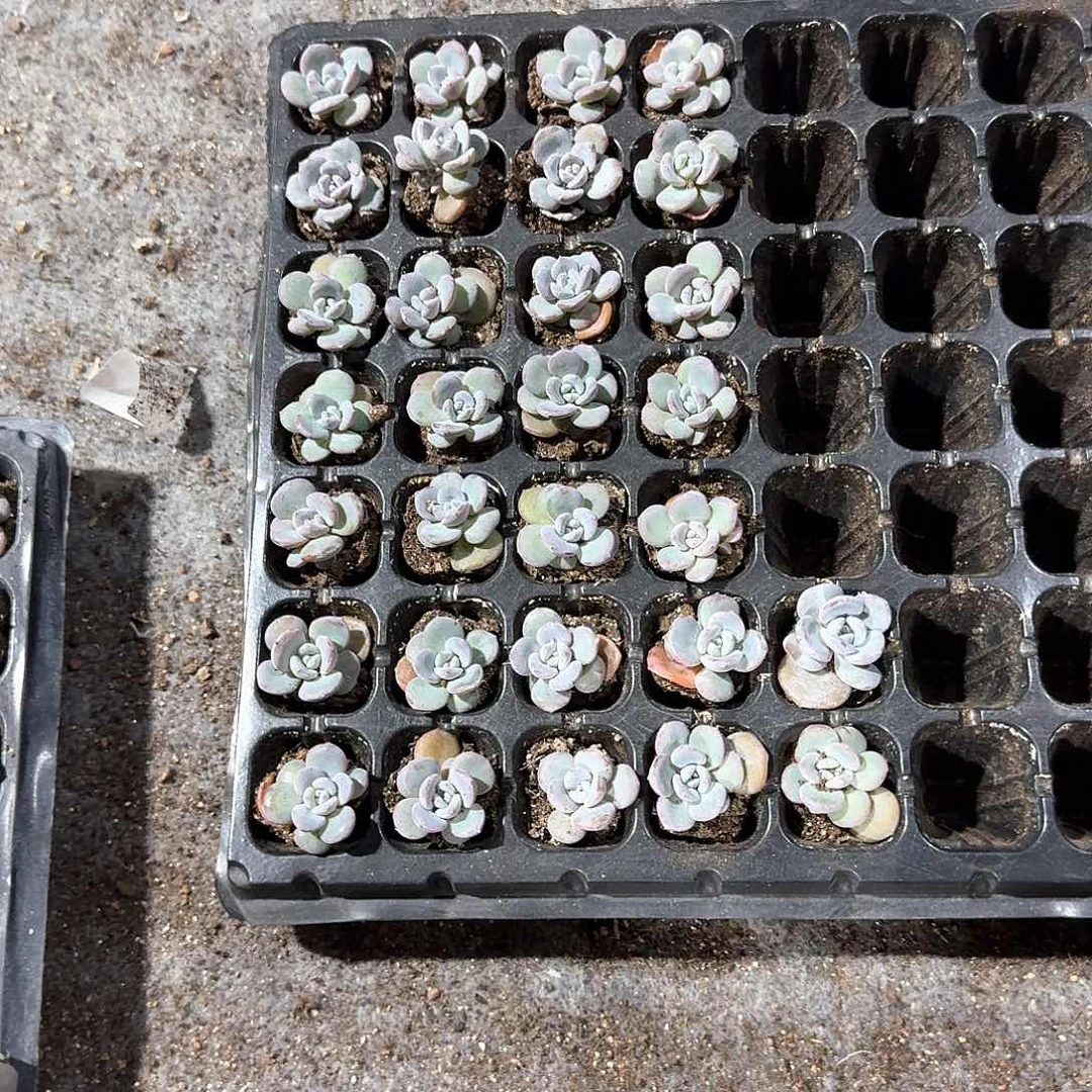 钞能力一物一拍专拍