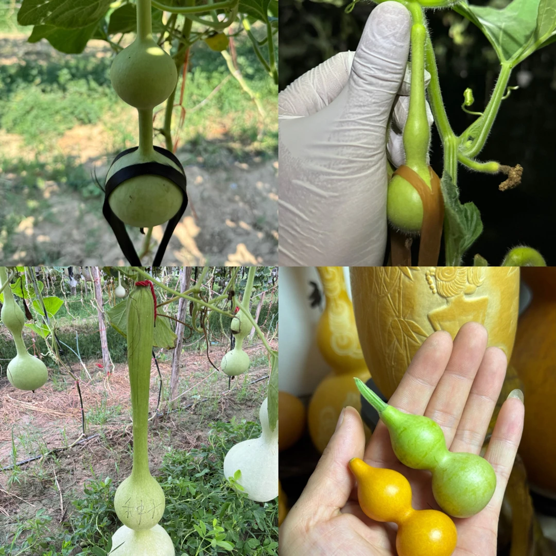 超稀有4种品种组合装4款品种各发2粒 另外送2粒中号八宝 到手10粒