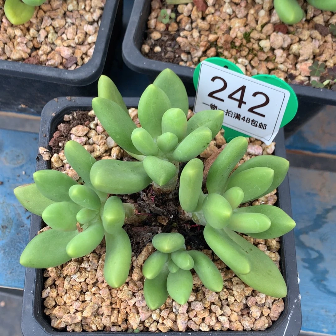 芒果奶无砍平头242
