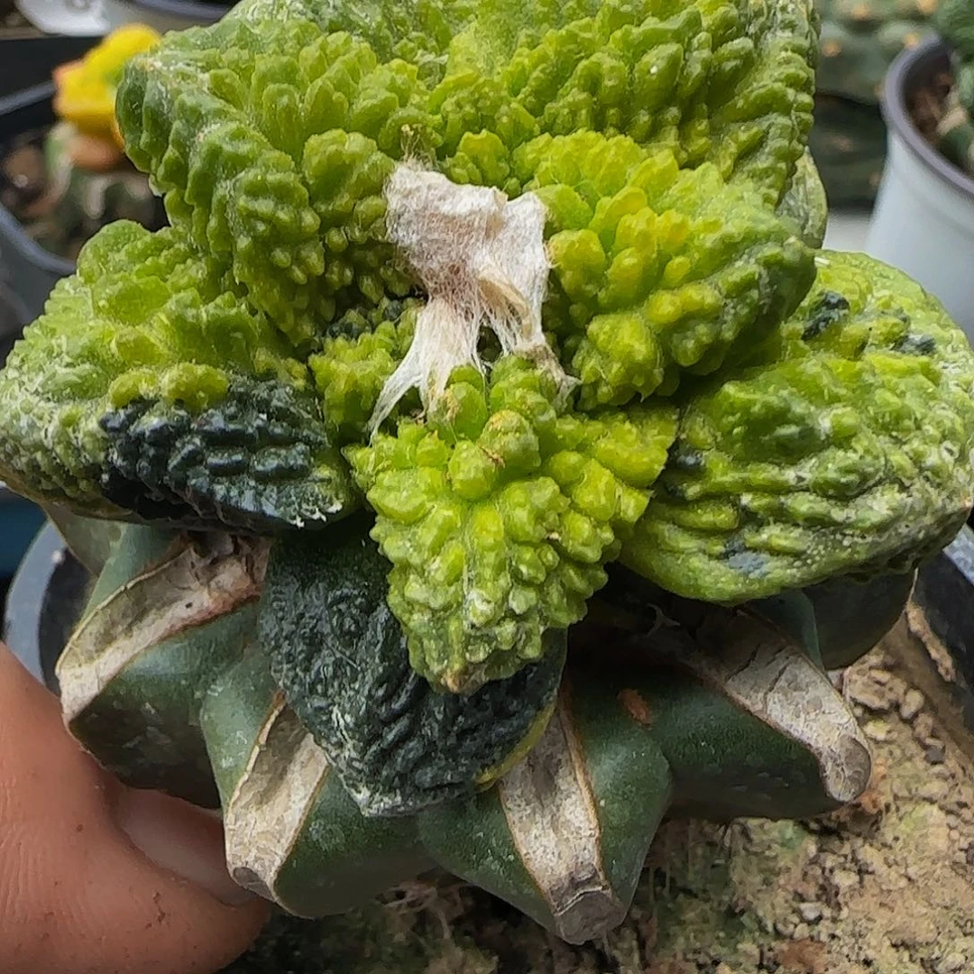 哥斯拉锦042仙人球开花