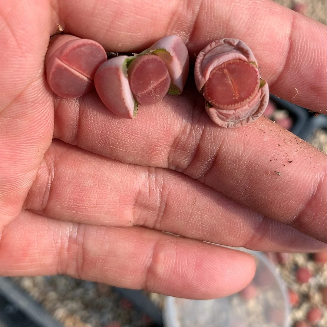 H160多肉植物保护