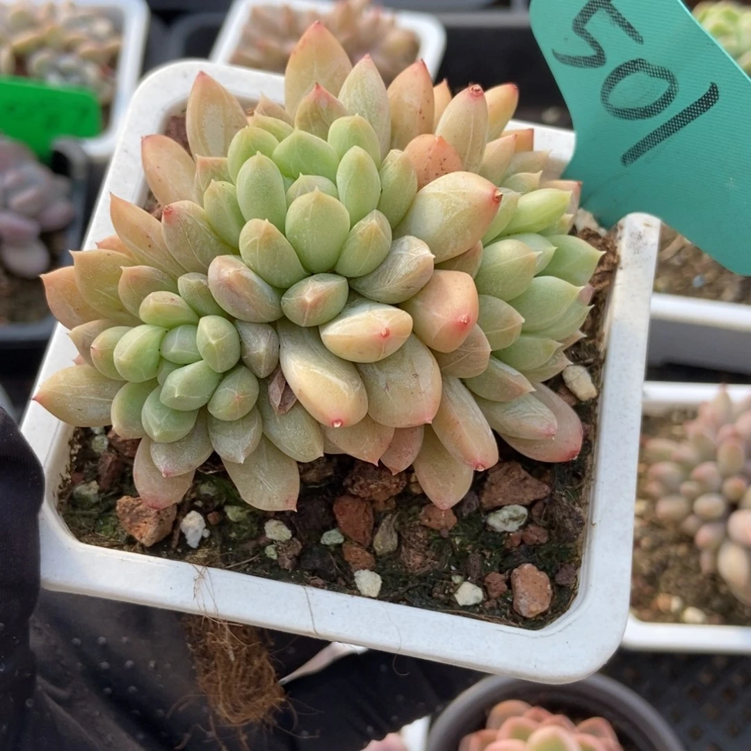 501百搭翡翠多肉植物