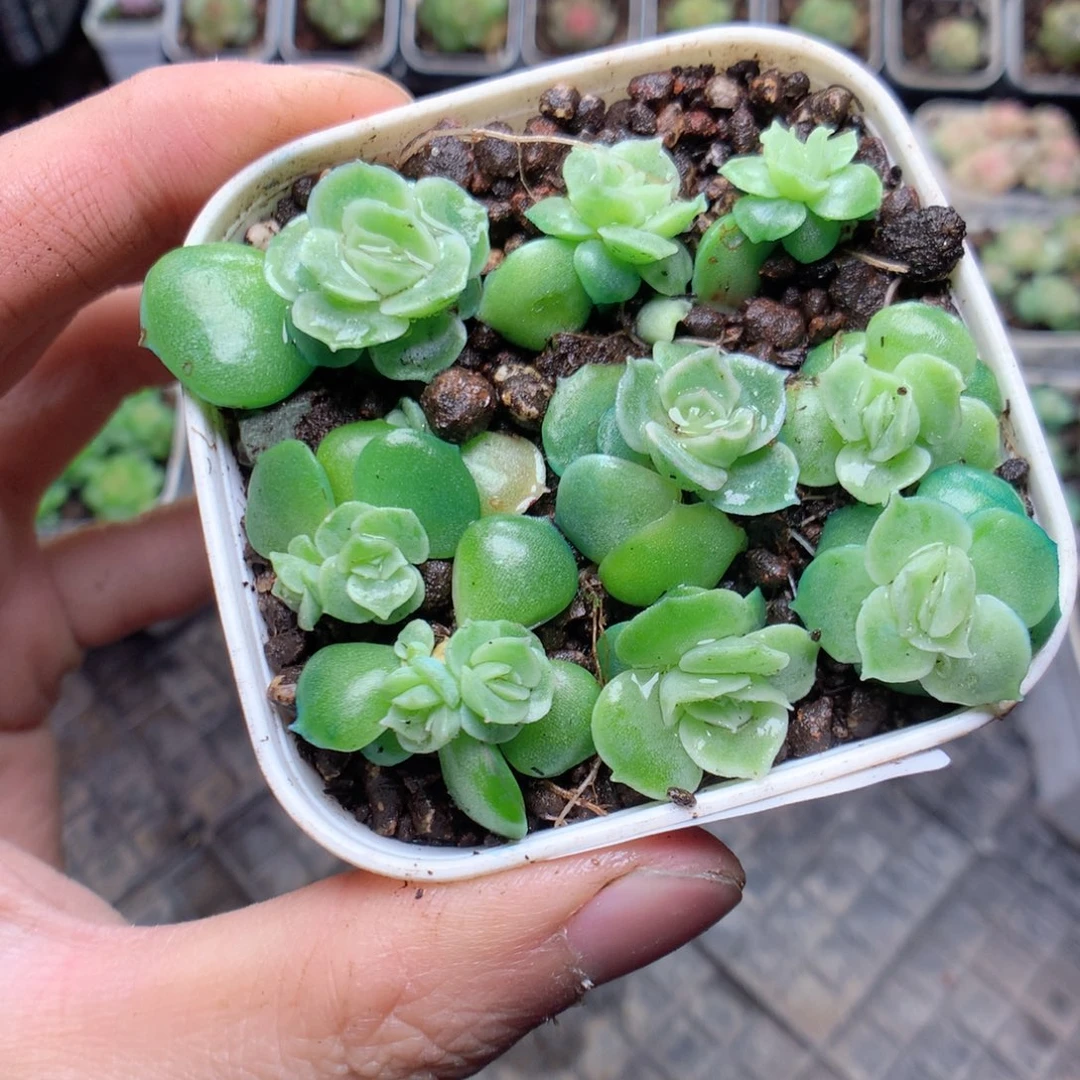 无花朵W24虾饺yyyyyy