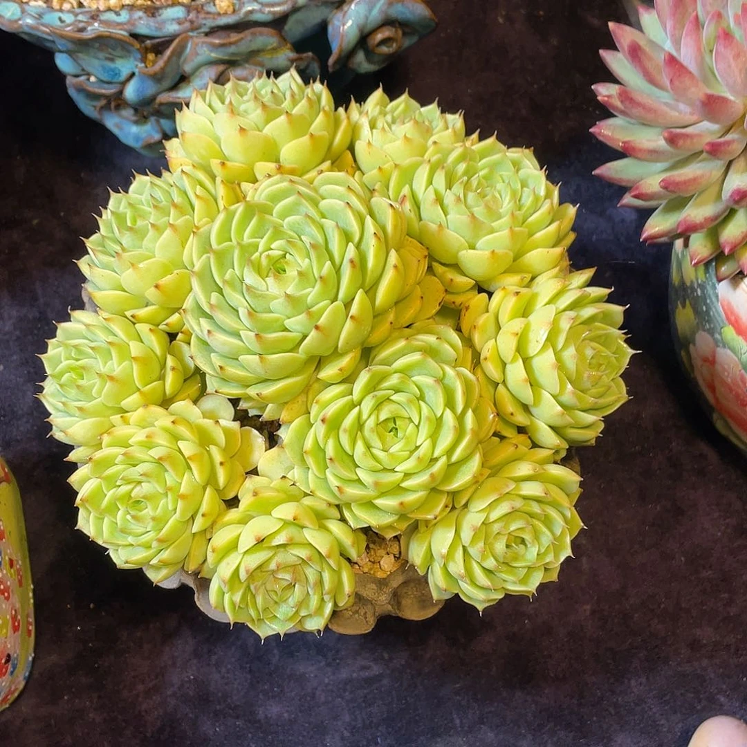 多肉植物脱土包邮