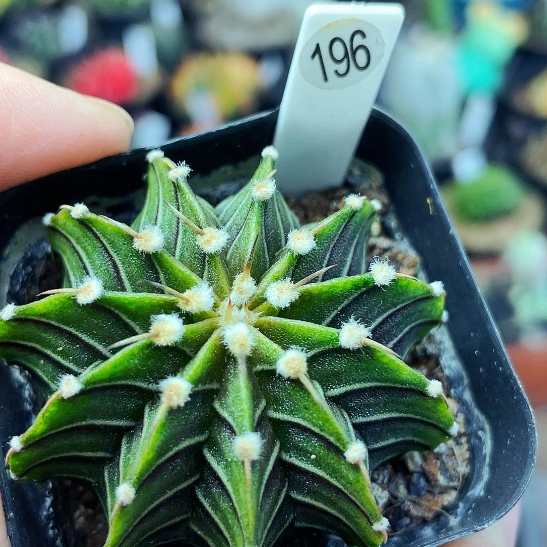 非偏远地区满25包邮仙人球