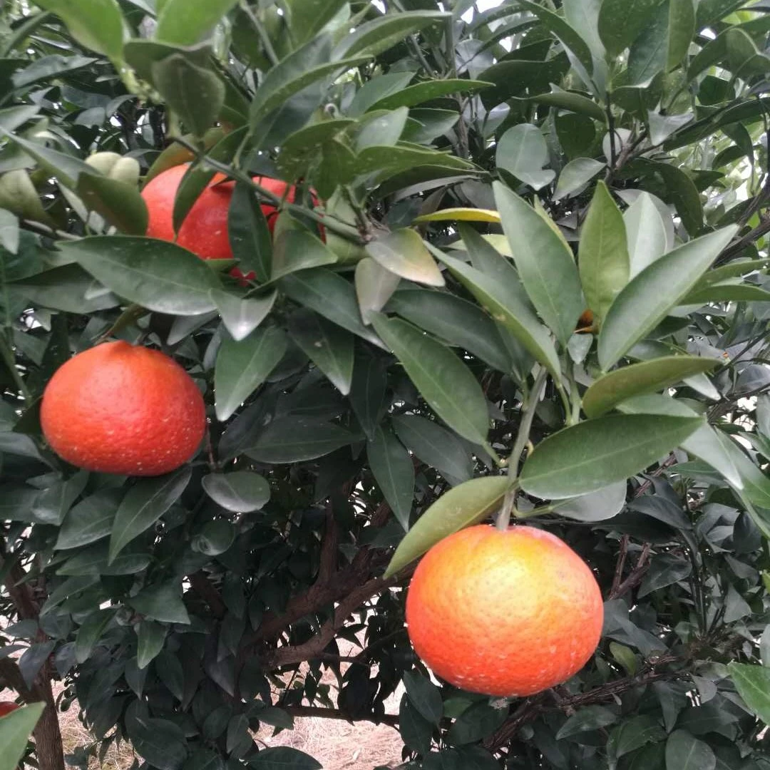 云苗库【达人链接米哈亚盆栽苗】适合盆栽阳台露台基地直发脆甜好吃
