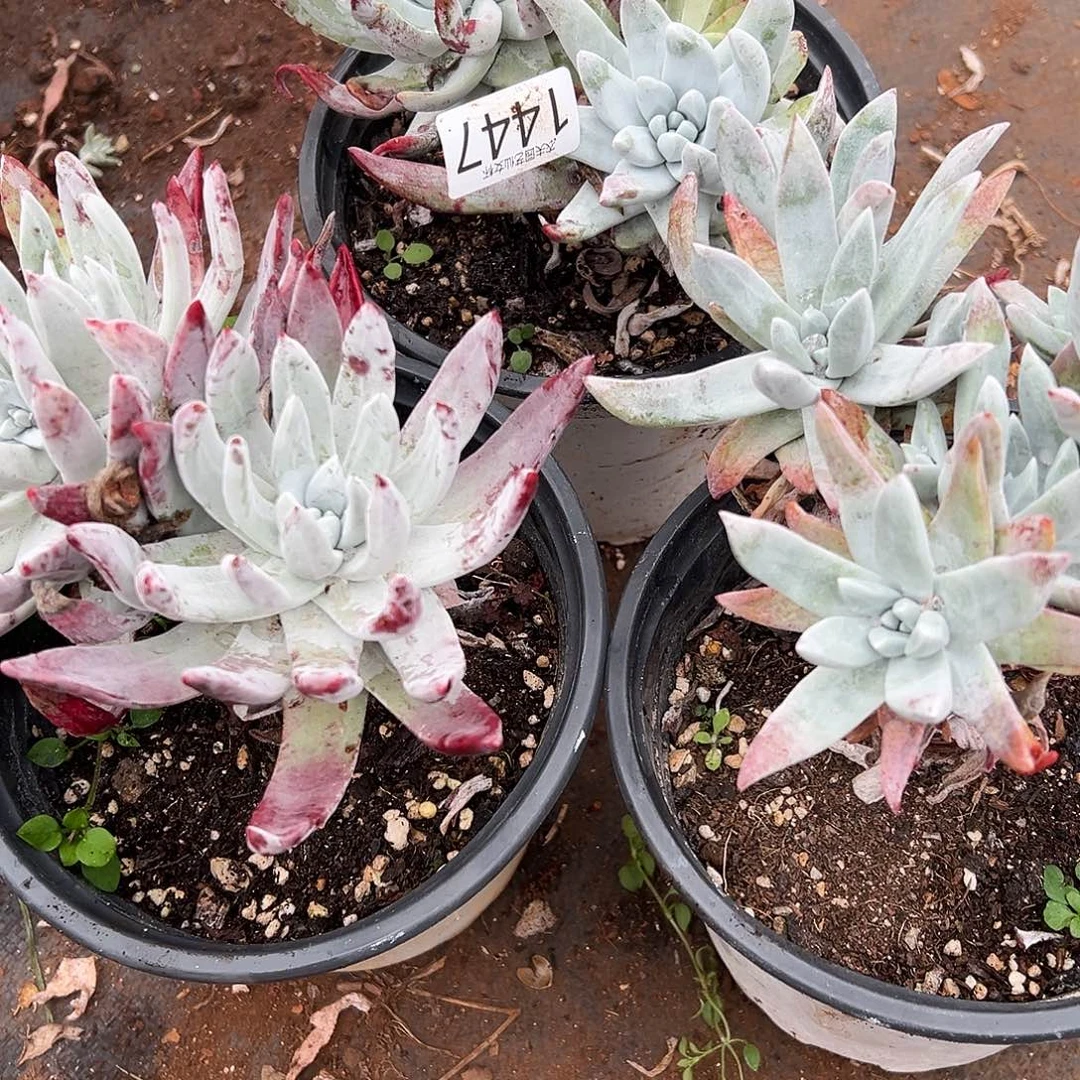 梓*初霜苹果叶仙女杯多肉。