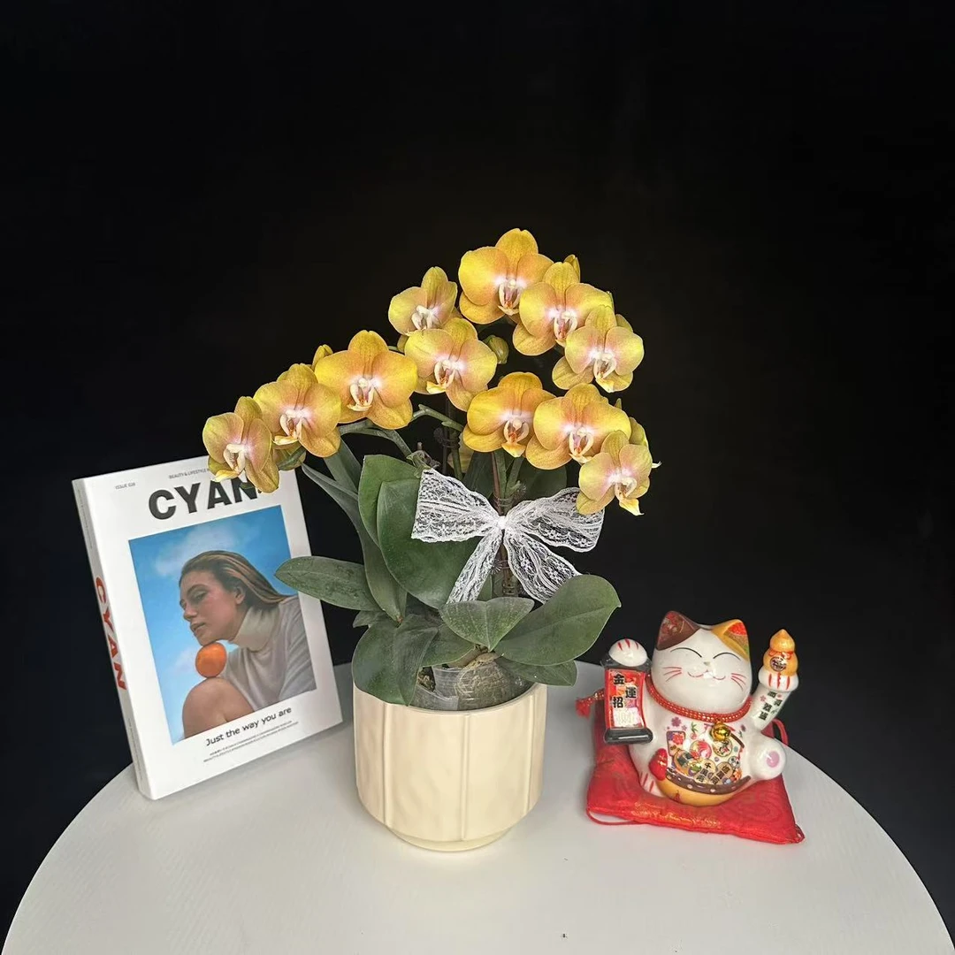 高品质《拉斯维加斯》精品蝴蝶兰 轻奢高级 室内高端产品