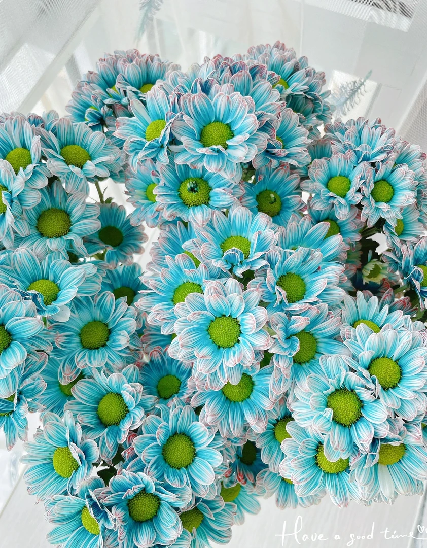 小菊 Daisy 花期长