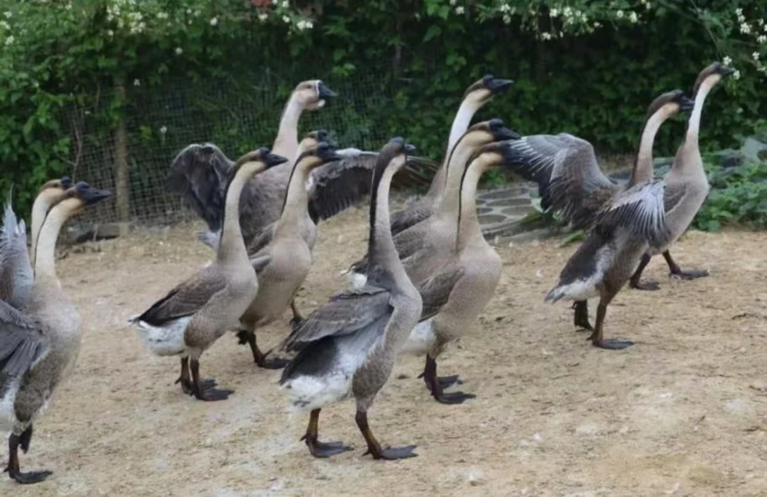 清远乌鬃鹅养足3年老鹅新鲜宰杀好发货