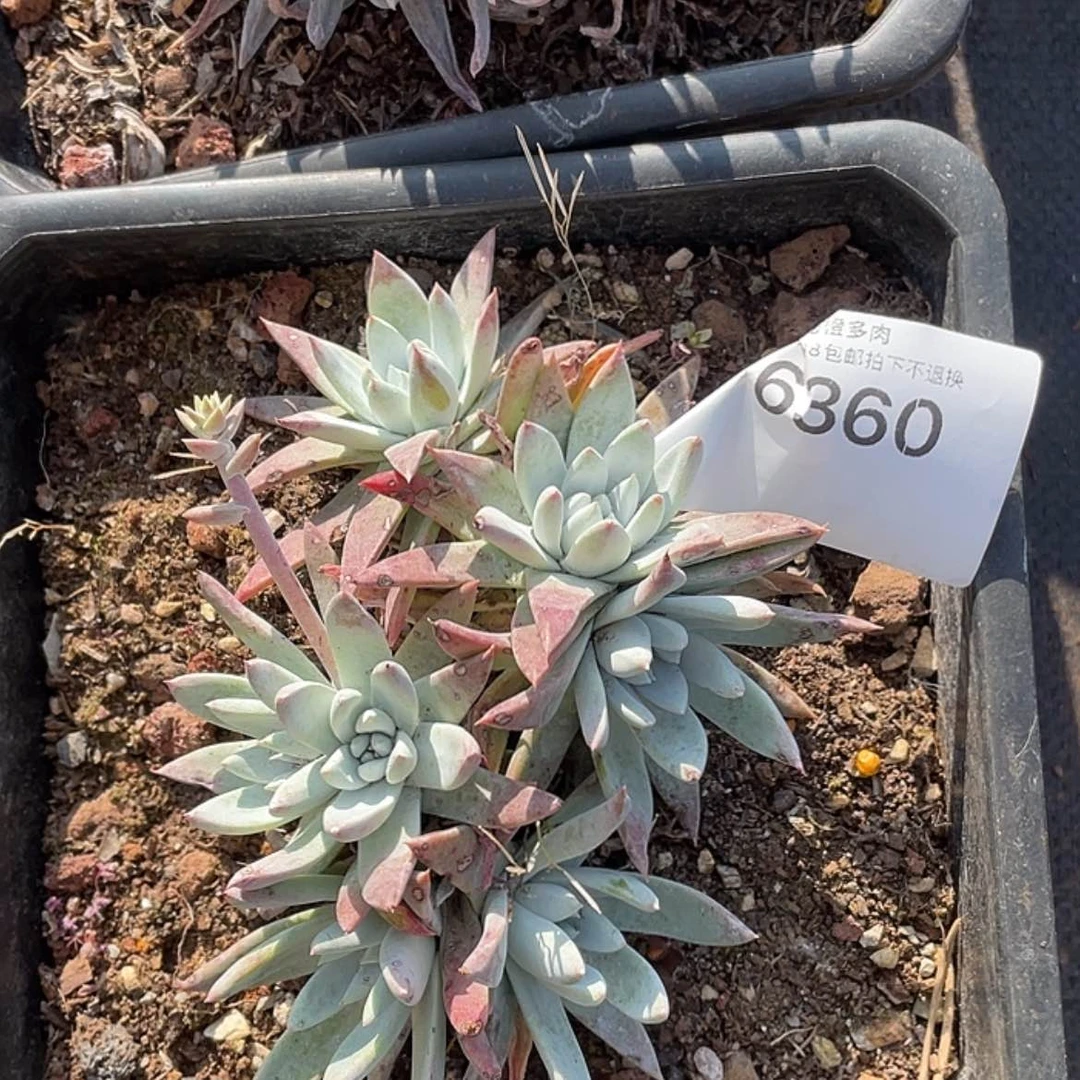 【闪购商品】白雪白雪