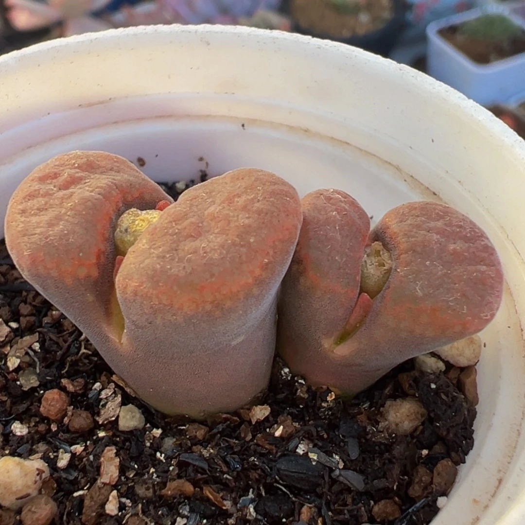 红风铃多肉植物百科