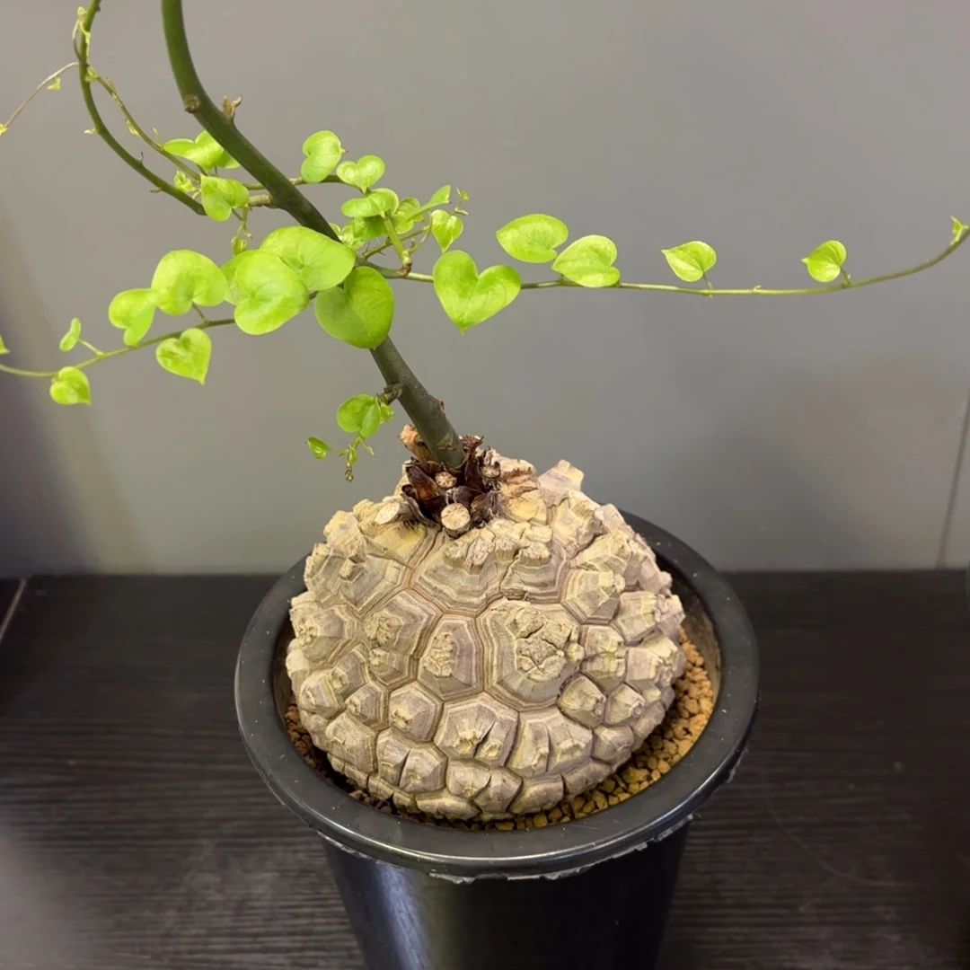 11 号日系南非龟甲龙