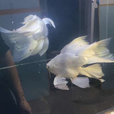 海水鱼蝴蝶鲤贵妃一条