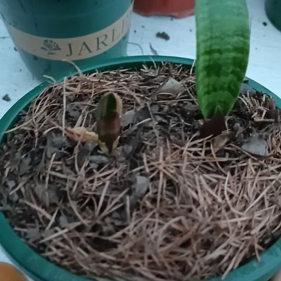 完全开放君子兰小苗君子兰小苗君