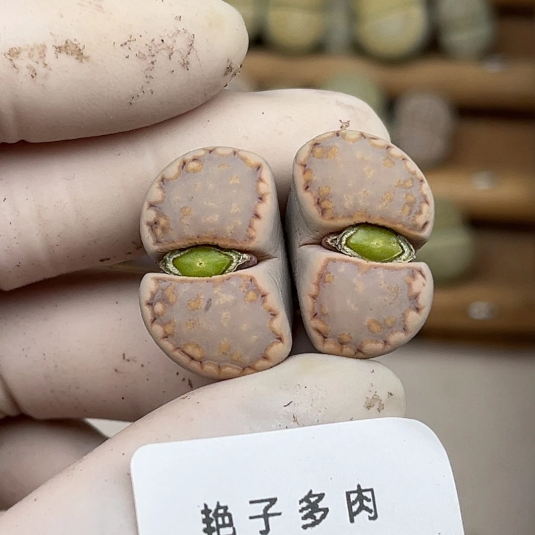 1947号一棵饼干双头