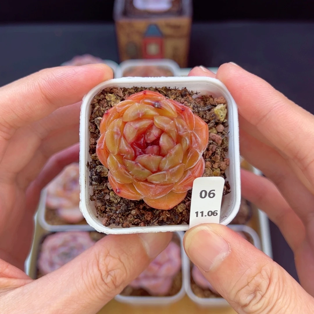 红恋06、哈哈哈哈哈