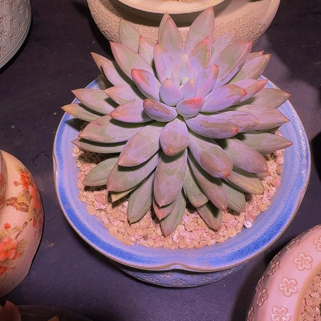 焦糖体 哥特 单头 一物一拍