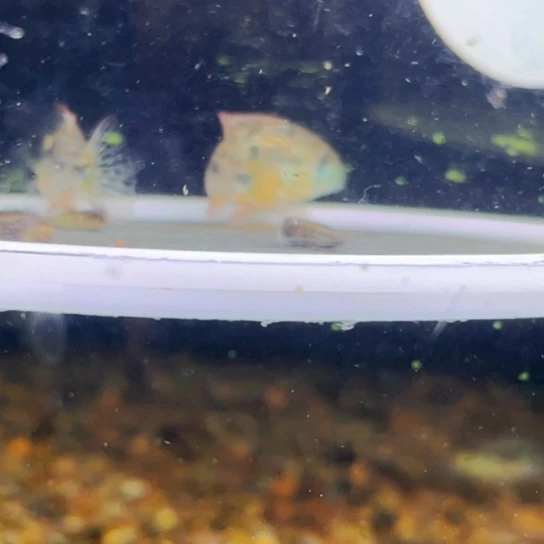 慈鲷浩*哥一共10只食土雕